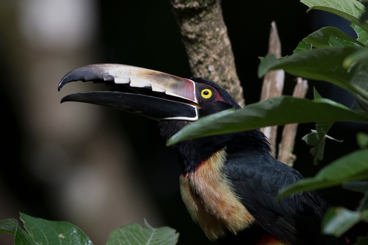 DPPhotography - Costa rica - Collared aracari - A.jpg - Collared aracari - Rancho Naturalista, Costa Rica