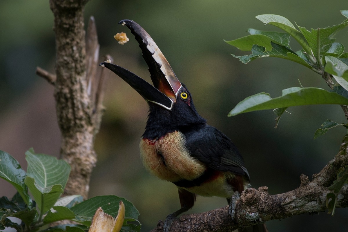 DPPhotography - Costa rica - Collared aracari - E.jpg - Collared aracari - Rancho Naturalista, Costa Rica