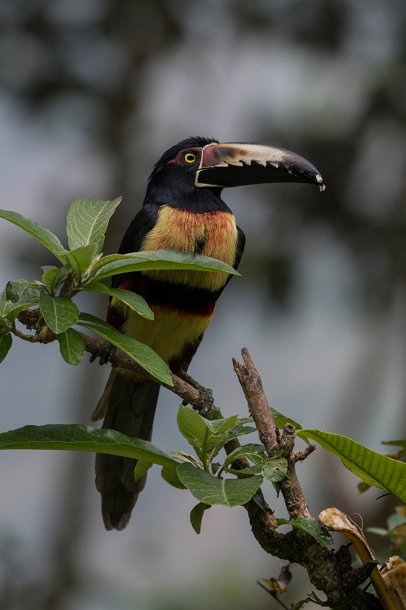 DPPhotography - Costa rica - Collared aracari - H.jpg - Collared aracari - Rancho Naturalista, Costa Rica
