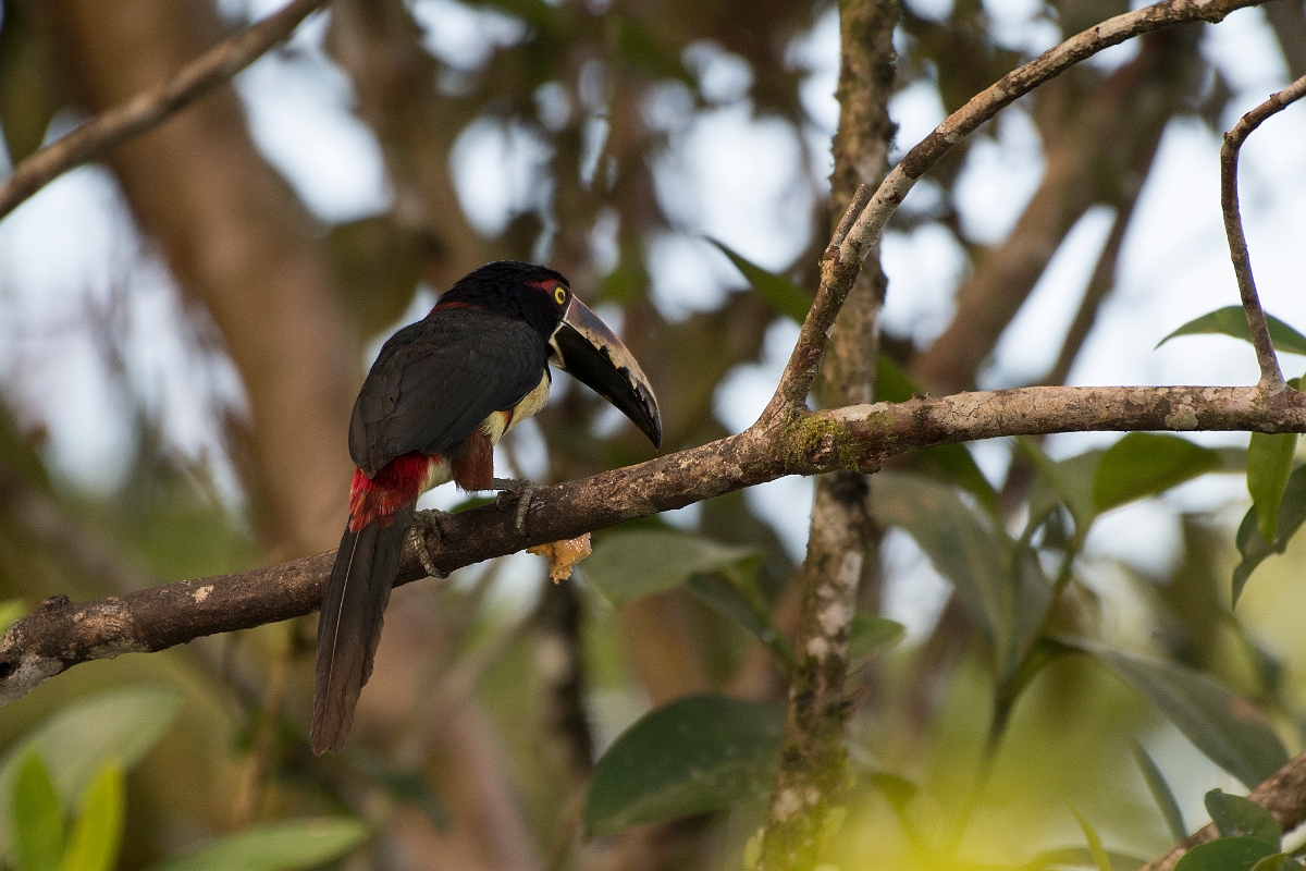 DPPhotography - Costa rica - Collared aracari - I.jpg - Collared aracari - La Qunita de Sarapiqui, Costa Rica