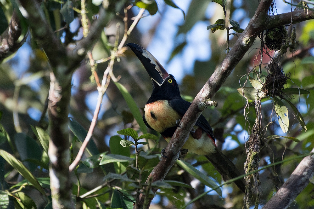 DPPhotography - Costa rica - Collared aracari - J.jpg - Collared aracari - La Qunita de Sarapiqui, Costa Rica