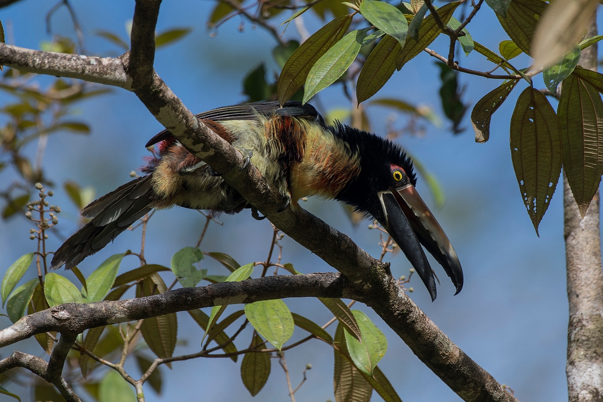 DPPhotography - Costa rica - Collared aracari - L.jpg - Collared aracari sunbathing - Tortuguero, Costa Rica