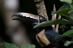 DPPhotography - Costa rica - Collared aracari - A