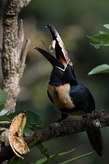 DPPhotography - Costa rica - Collared aracari - B