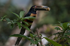 DPPhotography - Costa rica - Collared aracari - C