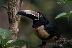 DPPhotography - Costa rica - Collared aracari - D