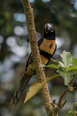 DPPhotography - Costa rica - Collared aracari - F