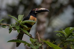 DPPhotography - Costa rica - Collared aracari - G