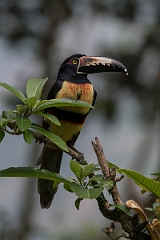 DPPhotography - Costa rica - Collared aracari - H