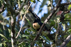 DPPhotography - Costa rica - Collared aracari - J