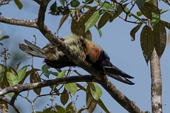 DPPhotography - Costa rica - Collared aracari - K