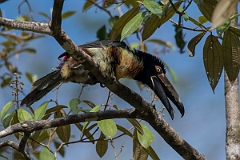 DPPhotography - Costa rica - Collared aracari - L