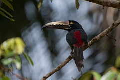 DPPhotography - Costa rica - Collared aracari - M