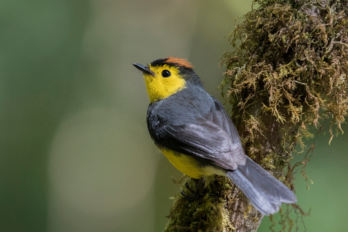 DPPhotography - Costa rica - Collared redstart - E.jpg - Collared redstart - San Gerardo de Dota, Costa Rica