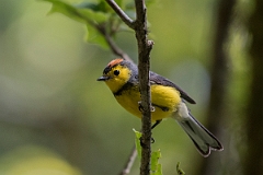 DPPhotography - Costa rica - Collared redstart - A