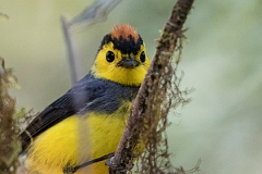 DPPhotography - Costa rica - Collared redstart - C