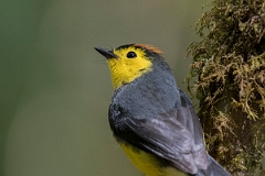 DPPhotography - Costa rica - Collared redstart - D