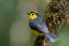 DPPhotography - Costa rica - Collared redstart - E