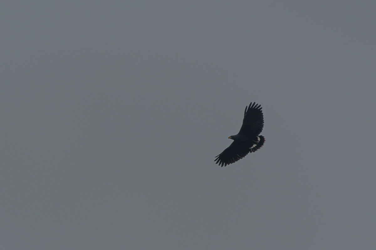 DPPhotography - Costa rica - Common black-hawk - A.jpg - Common black-hawk - Tortuguero, Costa Rica