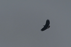 DPPhotography - Costa rica - Common black-hawk - A