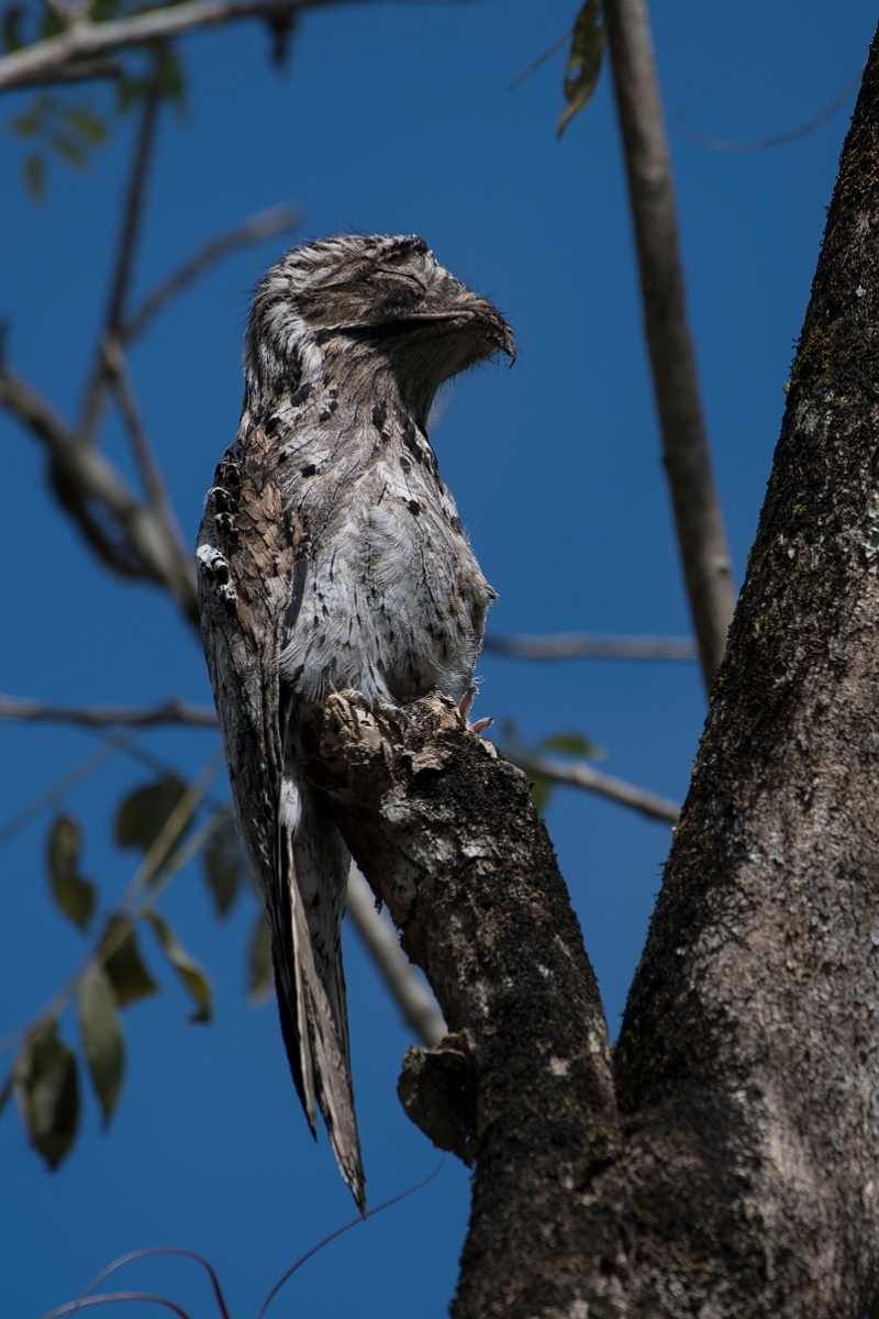 DPPhotography - Costa rica - Common potoo - B.jpg - Common potoo - Osa peninsula, Costa Rica