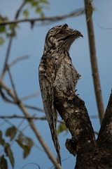 DPPhotography - Costa rica - Common potoo - A