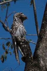 DPPhotography - Costa rica - Common potoo - B