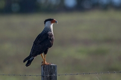 DPPhotography - Costa rica - Crested caracara - A