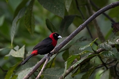 DPPhotography - Costa rica - Crimson-collared tanager - A