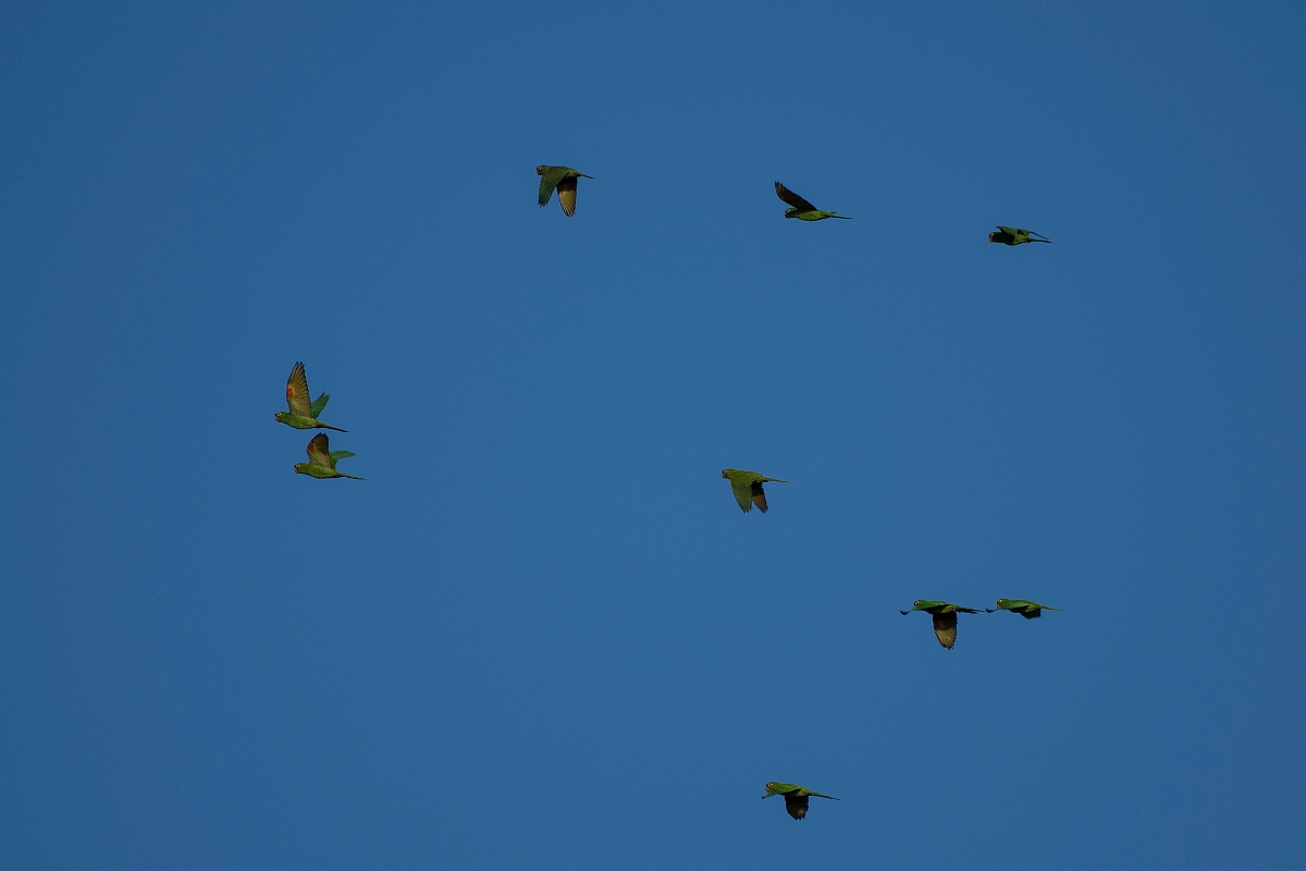DPPhotography - Costa rica - Crimson-fronted parakeet - A.jpg - Crimson-fronted parakeet - Osa peninsula, Costa Rica