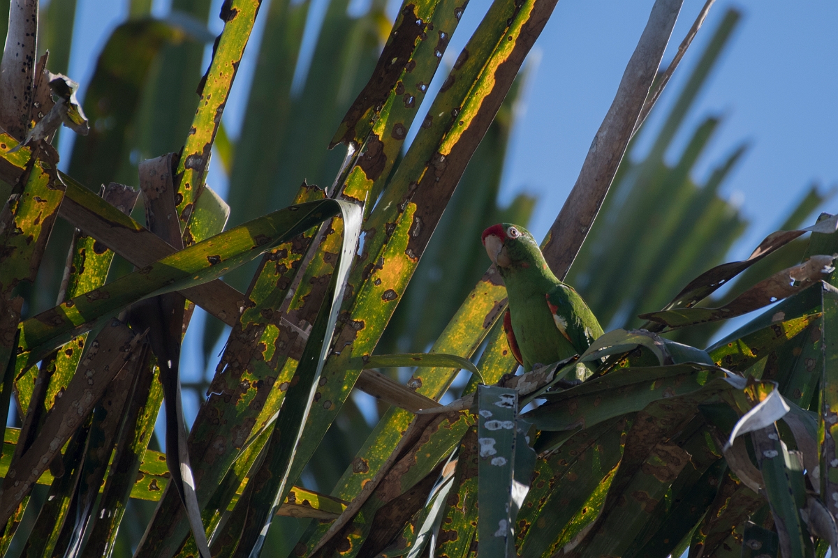 DPPhotography - Costa rica - Crimson-fronted parakeet - B.jpg - Crimson-fronted parakeet - Osa peninsula, Costa Rica