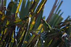 DPPhotography - Costa rica - Crimson-fronted parakeet - B