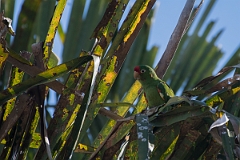 DPPhotography - Costa rica - Crimson-fronted parakeet - C