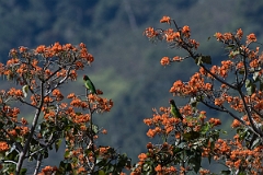 DPPhotography - Costa rica - Crimson-fronted parakeet - D