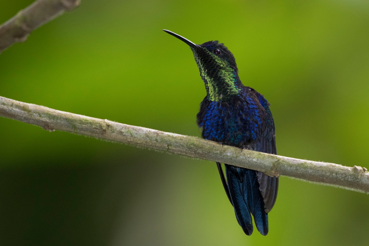 DPPhotography - Costa rica - Crowned woodnymph - D.jpg