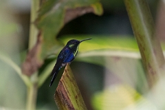 DPPhotography - Costa rica - Crowned woodnymph - A