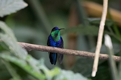 DPPhotography - Costa rica - Crowned woodnymph - B