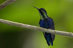DPPhotography - Costa rica - Crowned woodnymph - D
