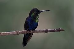 DPPhotography - Costa rica - Crowned woodnymph - E
