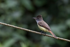 DPPhotography - Costa rica - Dusky-capped flycatcher - B