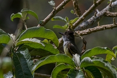 DPPhotography - Costa rica - Dusky-capped flycatcher - C