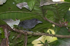DPPhotography - Costa rica - Fasciated antshrike - A