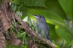 DPPhotography - Costa rica - Fasciated antshrike - B