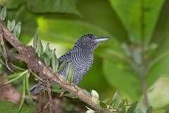 DPPhotography - Costa rica - Fasciated antshrike - C