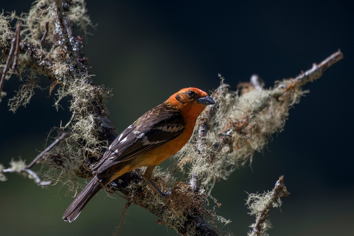DPPhotography - Costa rica - Flame-colored tanager - A.jpg - Flame-colored tanager, male  - San Gerardo de Dota, Costa Rica