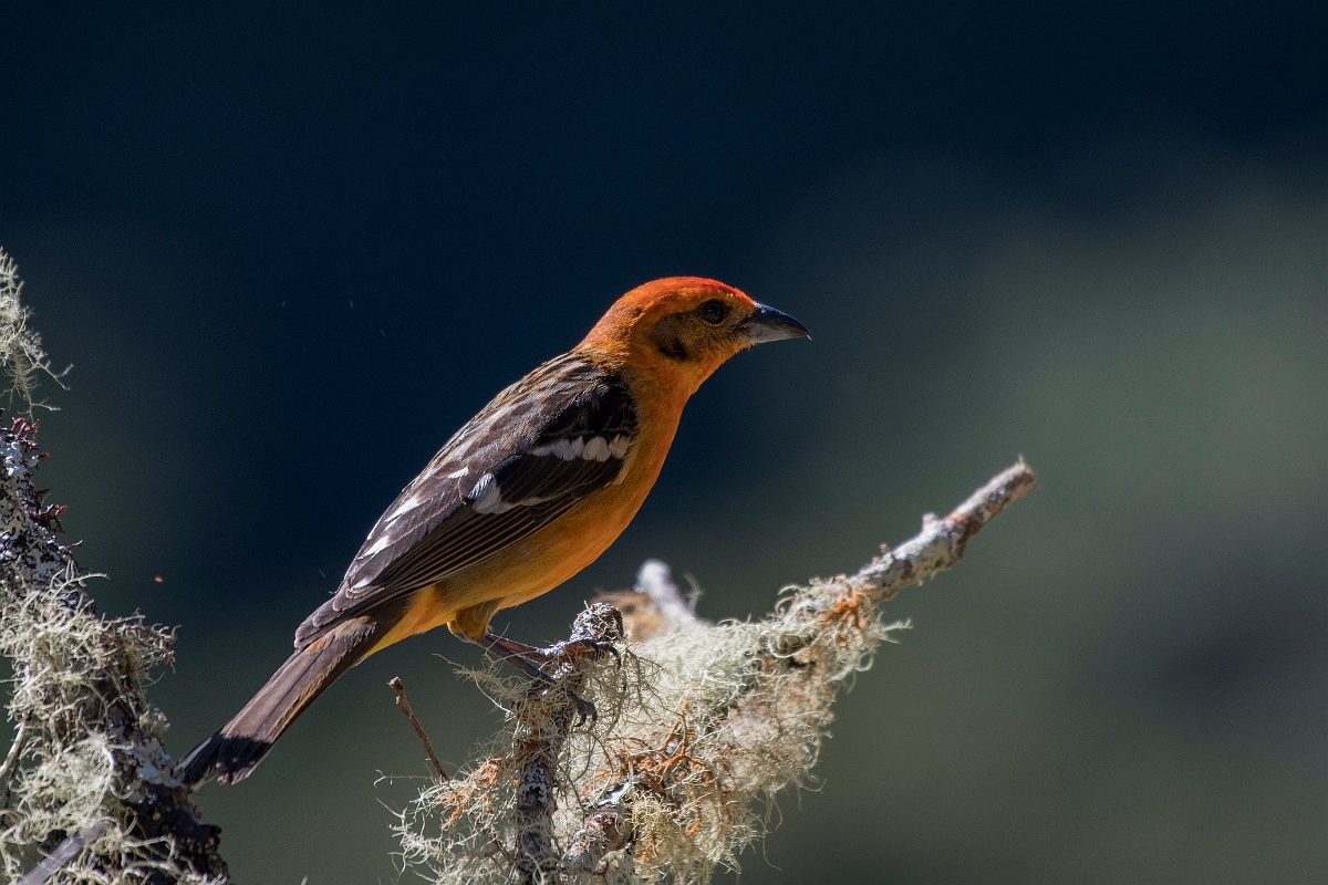 DPPhotography - Costa rica - Flame-colored tanager - B.jpg - Flame-colored tanager, male - San Gerardo de Dota, Costa Rica