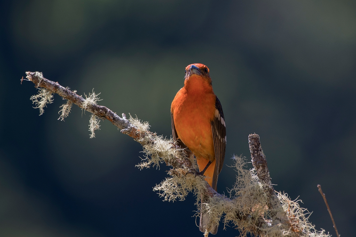 DPPhotography - Costa rica - Flame-colored tanager - F.jpg - Flame-colored tanager, male - San Gerardo de Dota, Costa Rica