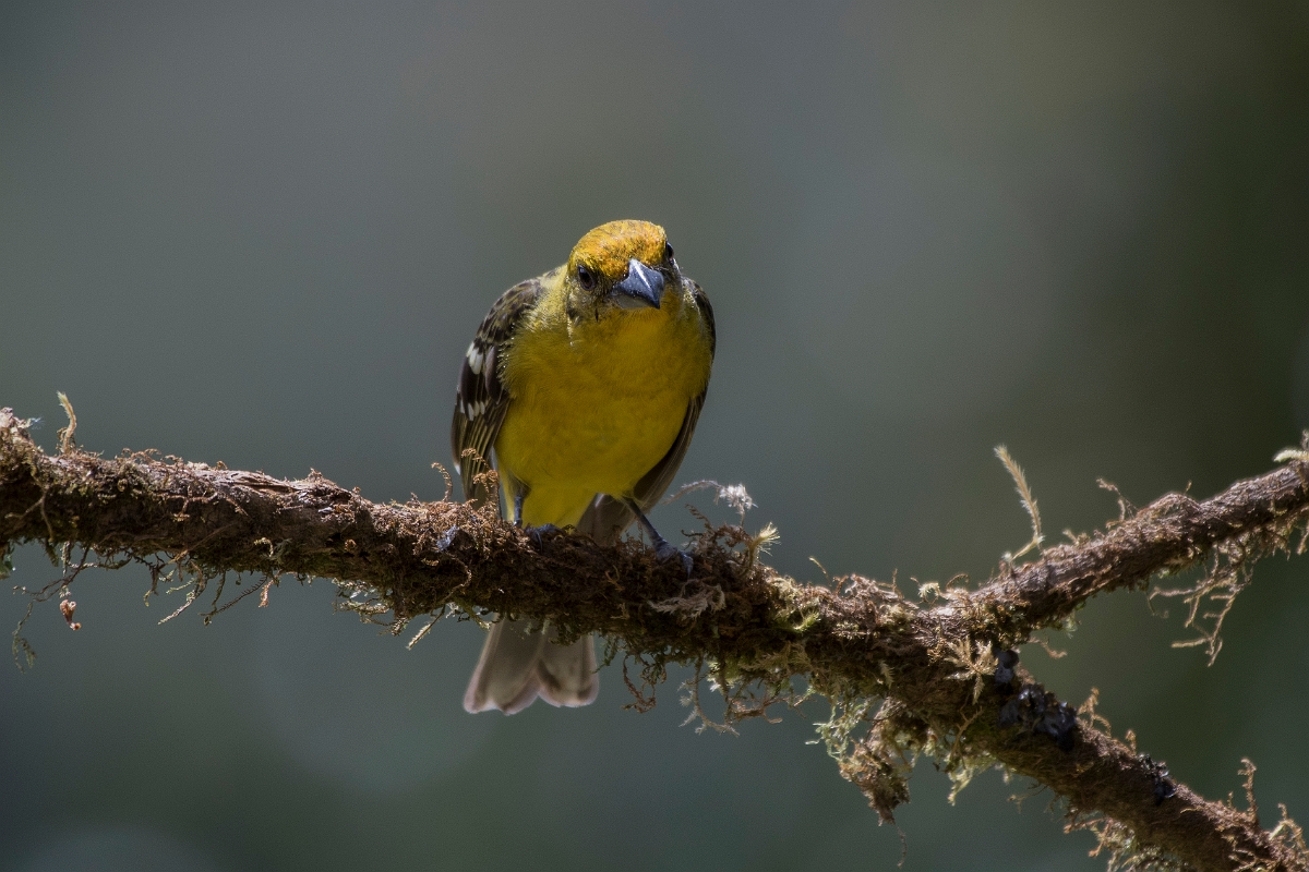 DPPhotography - Costa rica - Flame-colored tanager - H.jpg - Flame-colored tanager, female - San Gerardo de Dota, Costa Rica