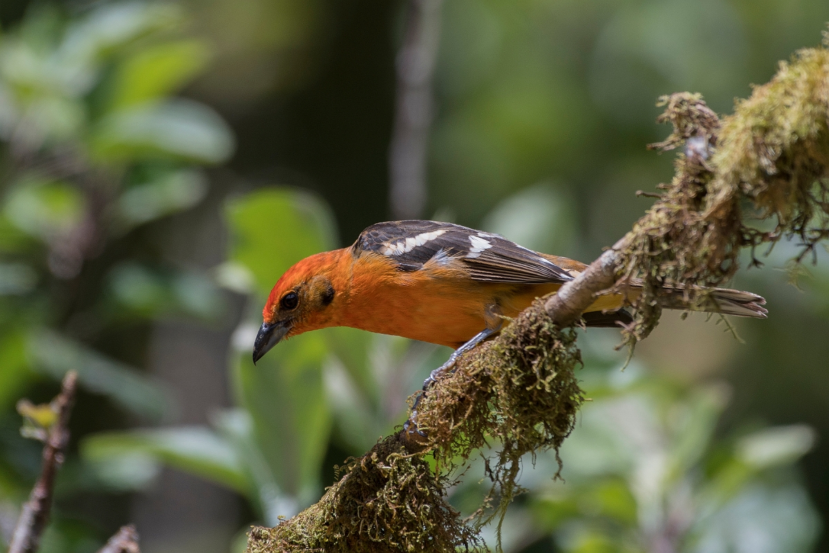 DPPhotography - Costa rica - Flame-colored tanager - J.jpg - Flame-colored tanager, male - San Gerardo de Dota, Costa Rica