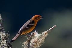 DPPhotography - Costa rica - Flame-colored tanager - B